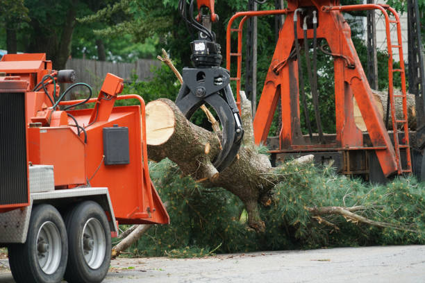 How Our Tree Care Process Works  in  Keyes, CA
